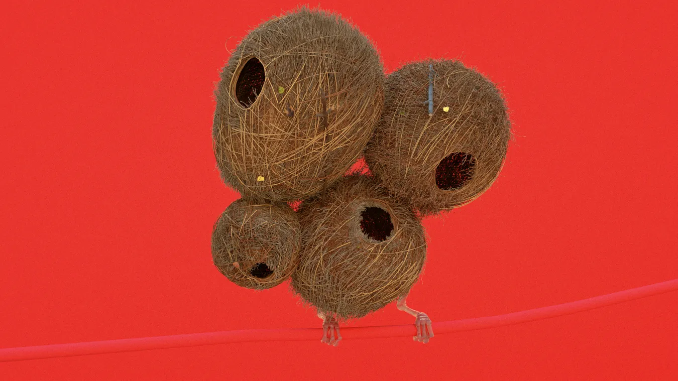 Birds